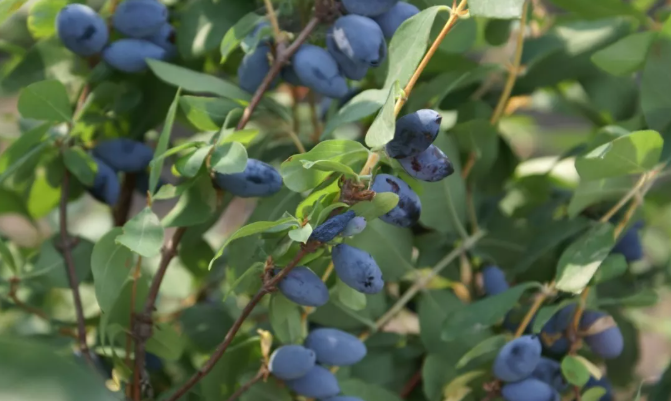 蓝靛果：又名蓝果忍冬，易栽培，果实多浆汁，被誉为“饮料之王”(图3)